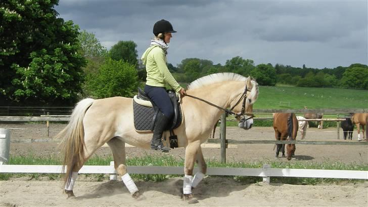 Fjordhest Maegårds Lotti *part* - d.18/5/08 Jeg elsker det her billede og det næste :D billede 14