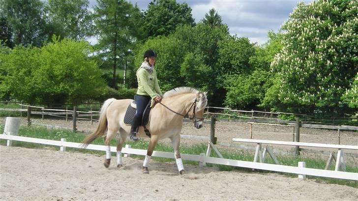 Fjordhest Maegårds Lotti *part* - d.18/5/08..  Hun går så pænt ;D billede 15