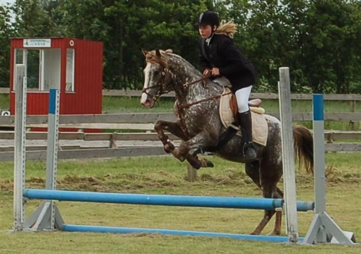 Appaloosa Coco craem billede 11