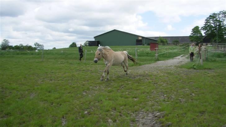 Fjordhest Maegårds Lotti *part* - hun gallopere bare med fuld drøn ud på græsmarken.. "her kommer jeg venner, yeeehaa!!" billede 16