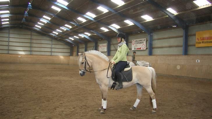 Fjordhest Maegårds Lotti *part* - lotti ligner jo en rigtig lille dressur pony haha... billede 17