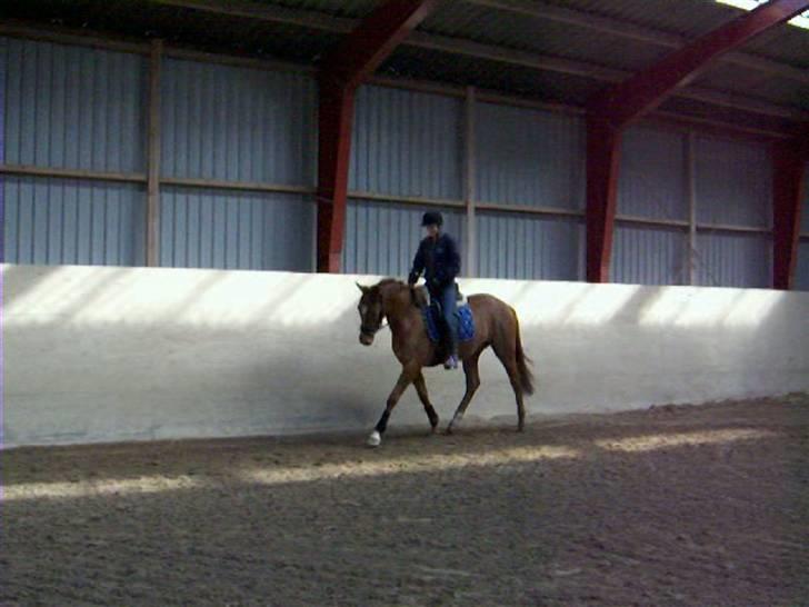 Dansk Varmblod Voldbys Cassiopeia(solgt) - Tilridning af cassiopeia (taget den 12-04-2009) billede 16