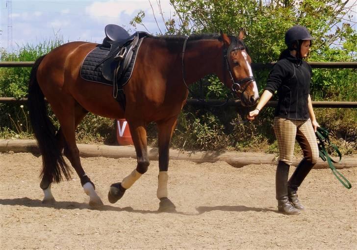 Holstener Lerado billede 11