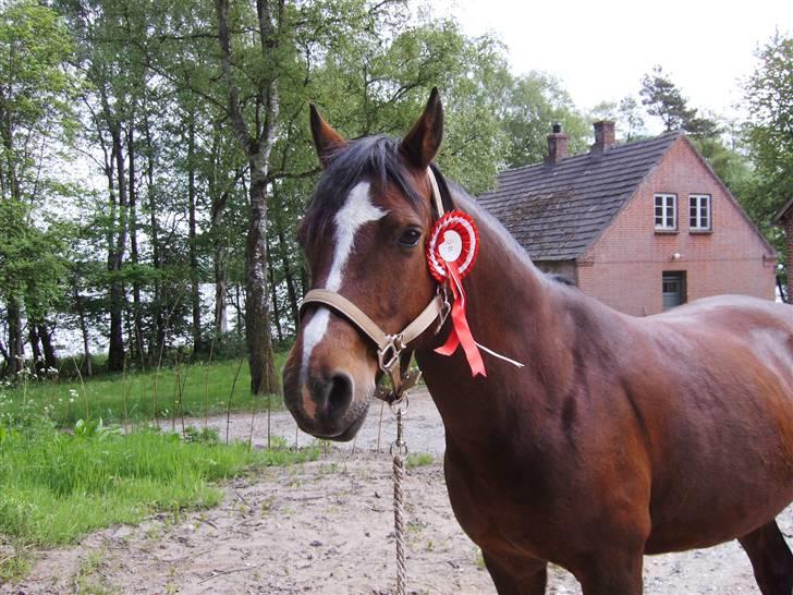 Connemara Juliet du Valera - connemara juliet billede 18