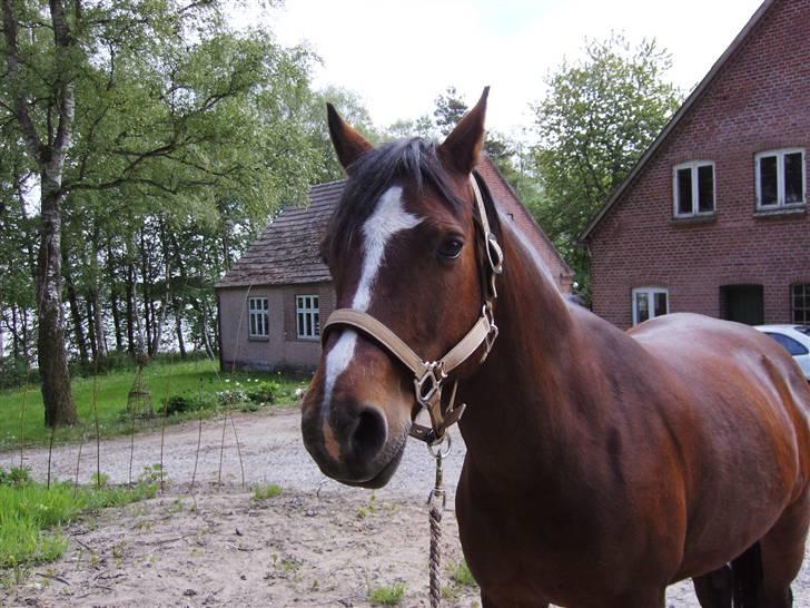 Connemara Juliet du Valera - connemara juliet billede 19