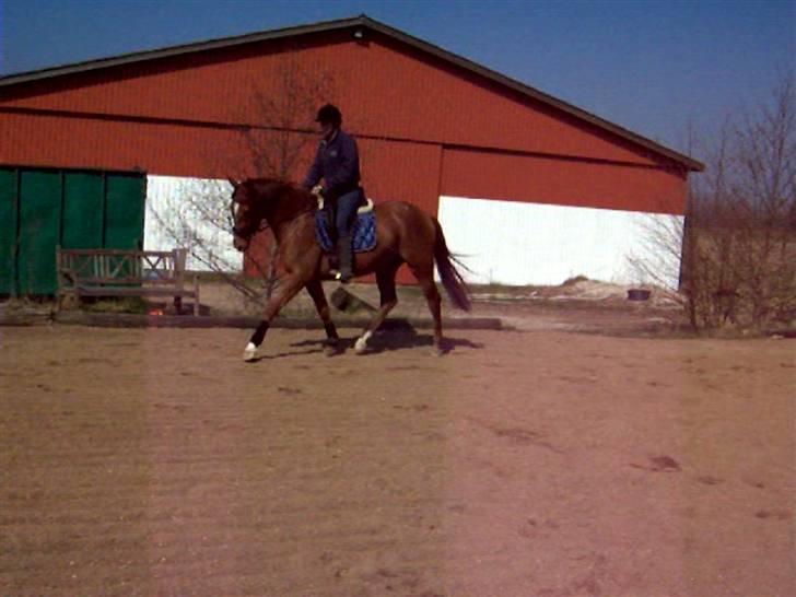 Dansk Varmblod Voldbys Cassiopeia(solgt) - Tilridning af cassiopeia (taget den 12-04-2009) billede 17