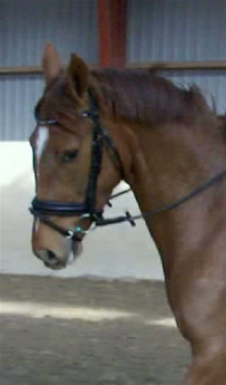 Dansk Varmblod Voldbys Cassiopeia(solgt) - Hoved billede af cassiopeia (taget den 12-04-2009) billede 18