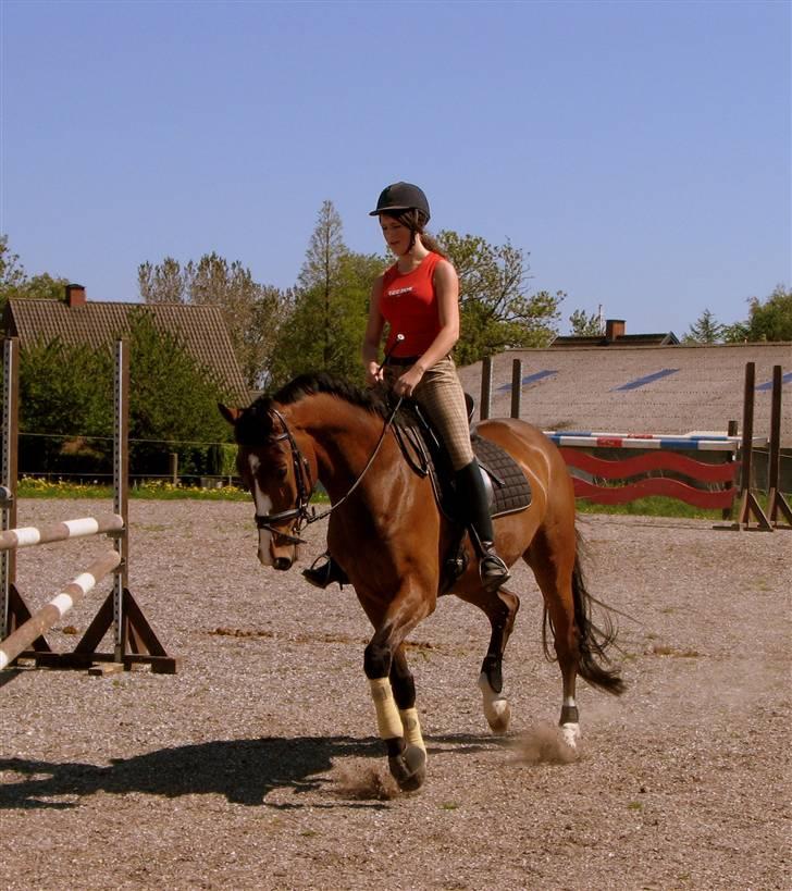 Holstener Lerado billede 12