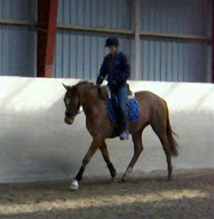 Dansk Varmblod Voldbys Cassiopeia(solgt) - Tilridning af cassiopeia (taget den 12-04-2009) billede 19