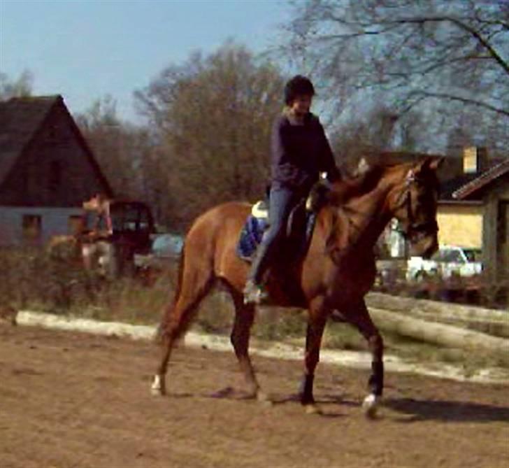 Dansk Varmblod Voldbys Cassiopeia(solgt) - Tilridning af cassiopeia (taget den 12-04-2009) billede 20