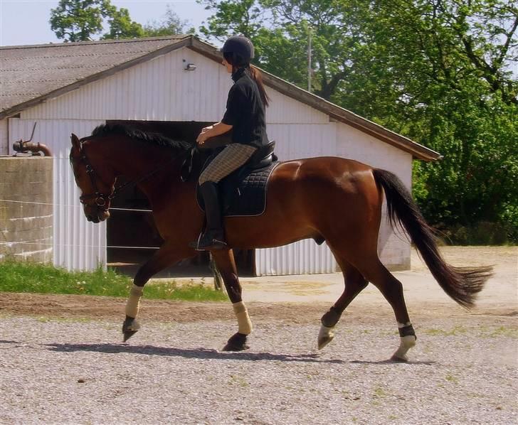 Holstener Lerado billede 17