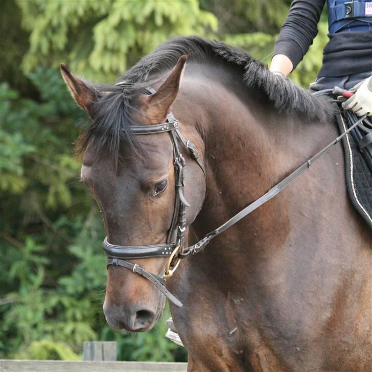 Dansk Varmblod Caezar - Den hest er intet andet end fantastisk i mine øjne. <3 billede 1