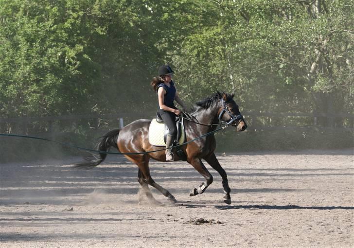 Dansk Varmblod Caezar - Første gang vi galoperer :b 16. maj 2008, foto: Linette. billede 2