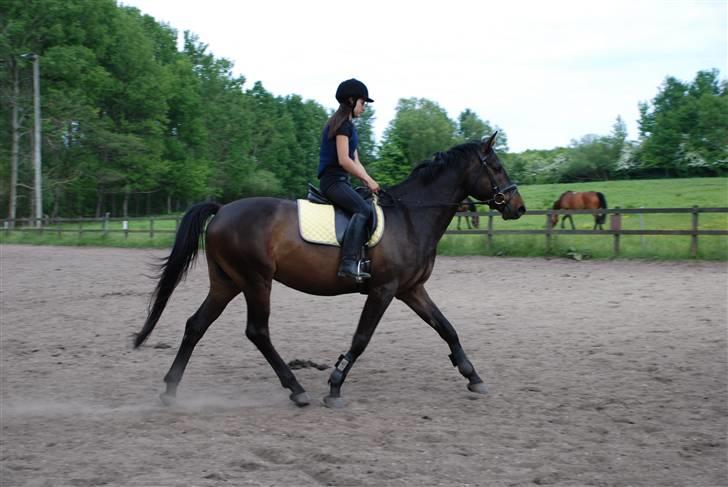 Dansk Varmblod Caezar - Fine hest :D Anden gang vi rider uden longe. 25. maj 2008, foto: Linette. billede 4