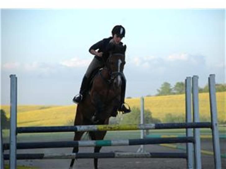 New Forest Angelique *SOLGT* - Wow et spring, hehe. Taget den 15/5-2008 . På 120 cm.<3 Tribel. xD billede 14