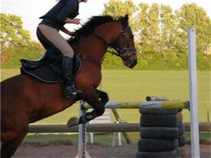 New Forest Angelique *SOLGT* - Vi er på vej over en vandgrav,og springet over er 100 cm, cirka. Ved godt jeg skal give tøjle, men har en lidt speciel pony. Billedet taget 15/5-2008  xD billede 16