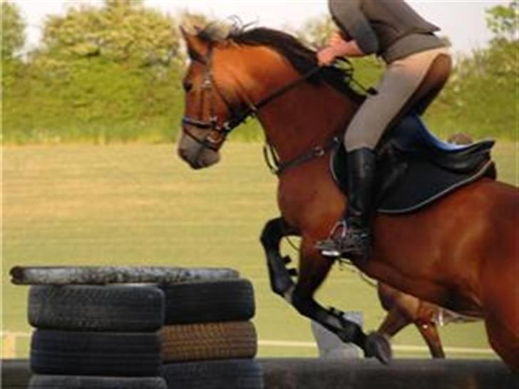 New Forest Angelique *SOLGT* - På vej over dækspring på 120 cm.<3 Ved også godt jeg skal give tøjle. ups. Taget den 15/5-2008 billede 17