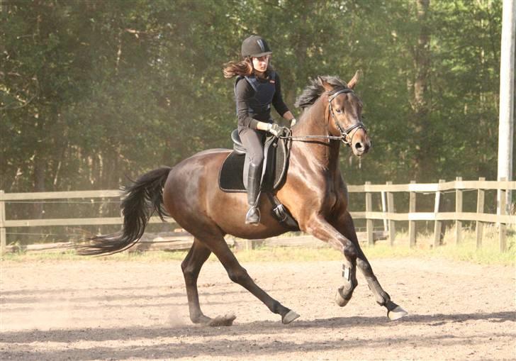 Dansk Varmblod Caezar - Galop :b 26. juni 2008, foto: Linette. billede 9