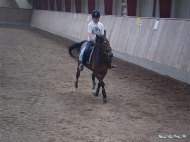 Tysk Sportspony Holsteins Toni (aflivet) - Tak Isabella!  billede 16