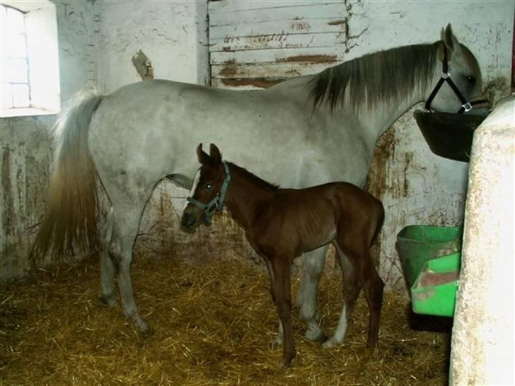 Anden særlig race Rafaell Af Egehøj R.I.P billede 20