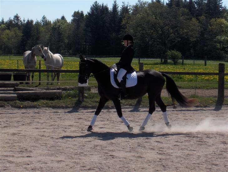 Anden særlig race Fromsmindes Effino. SOLGT - til stævne på solbakken 2008 billede 9