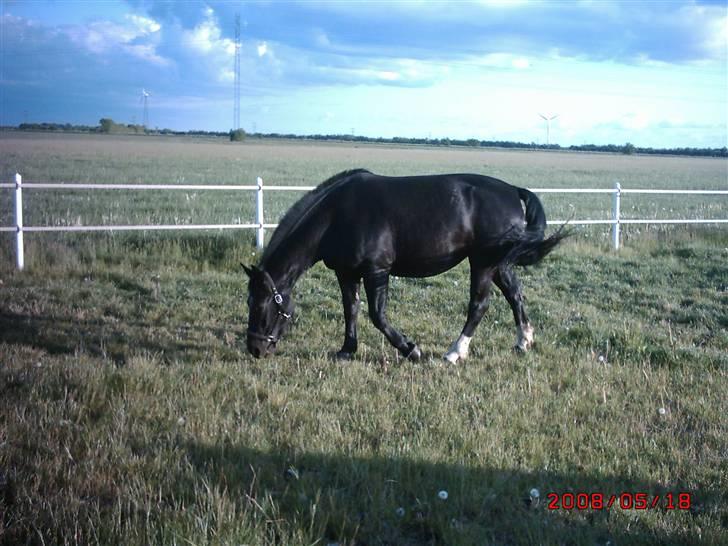 Schweres Warmblut Tinie billede 5