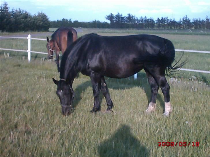 Schweres Warmblut Tinie - Tinie hjemme fra sjælland billede 6