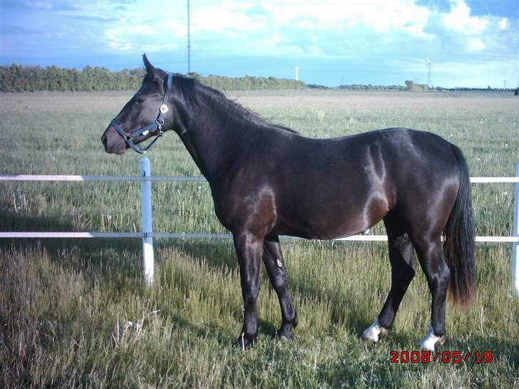 Schweres Warmblut Linde billede 14