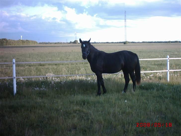 Schweres Warmblut Linde billede 15