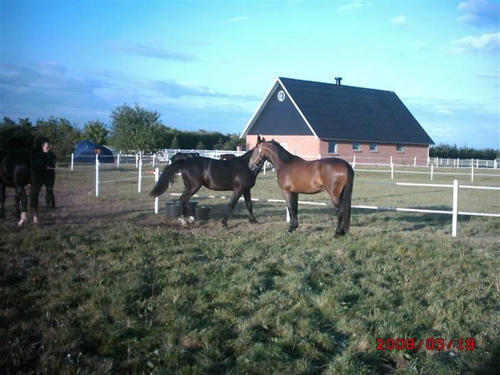 Schweres Warmblut Linde billede 17