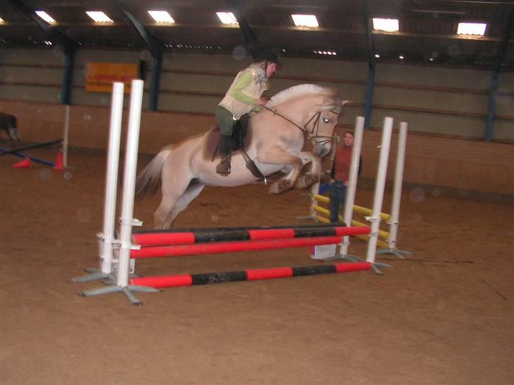 Fjordhest Maegårds Lotti *part* - hun springer bare sygt højt over det her spring... det er helt utroligt! billede 18