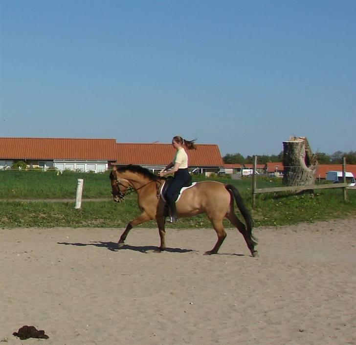 Anden særlig race Callime (Død 2010) - Nyder galoppen... Fensmark maj 2008 billede 20