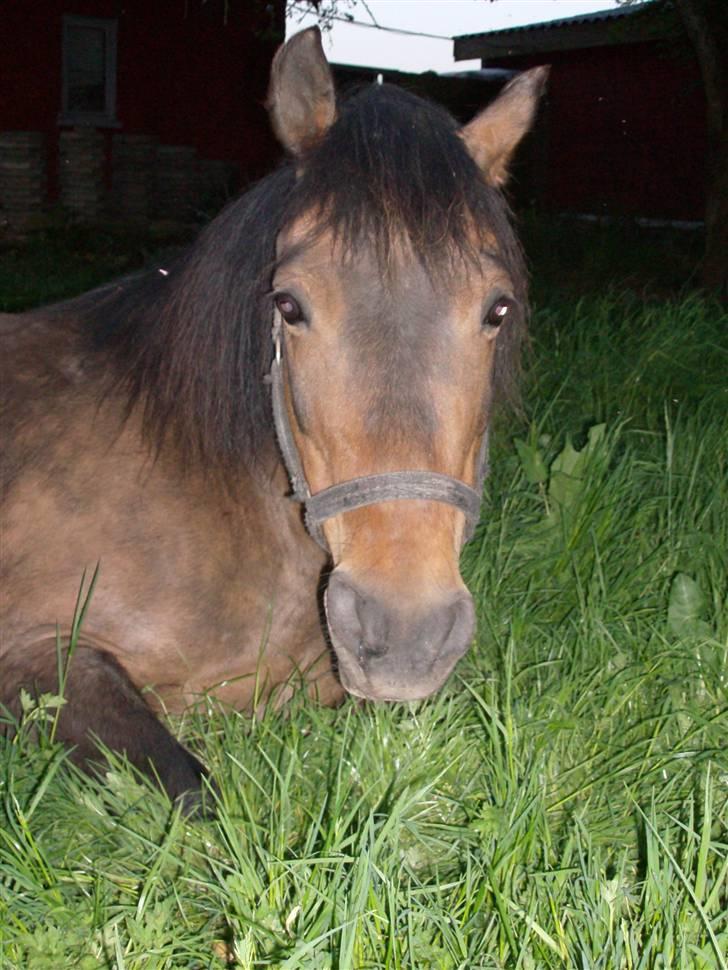 New Forest Ninna Af Damgård billede 8