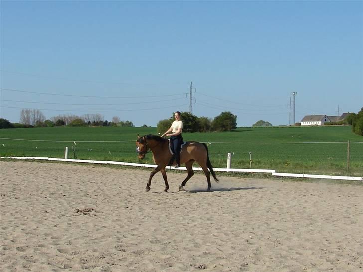 Anden særlig race Callime (Død 2010) - Træningen har bået frugt, og han går rimeligt her. Fensmark maj 2008 billede 23