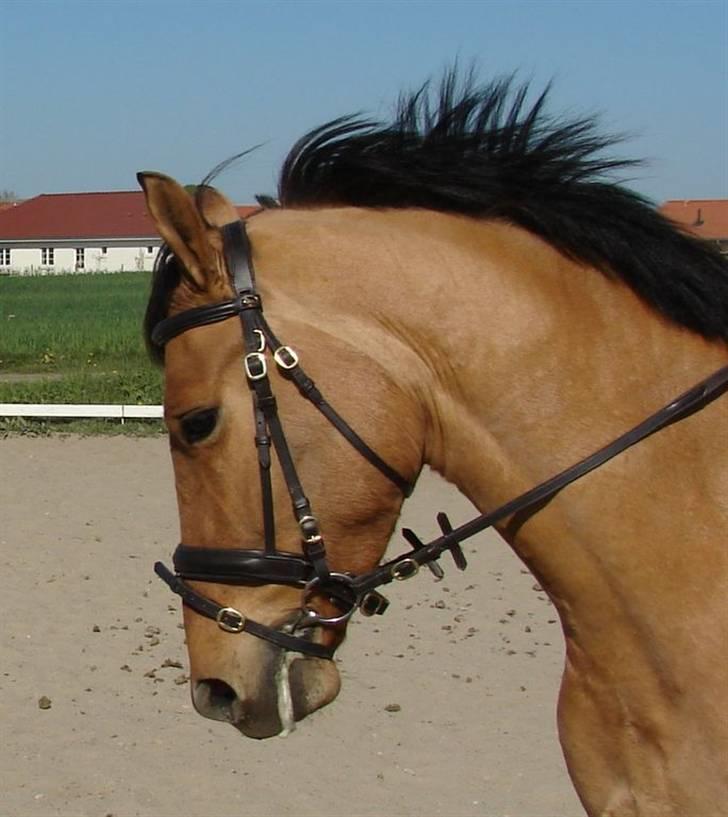 Anden særlig race Callime (Død 2010) - Min smukke hest. Fensmark maj 2008 billede 22