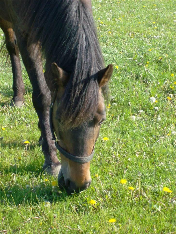 New Forest Ninna Af Damgård billede 12