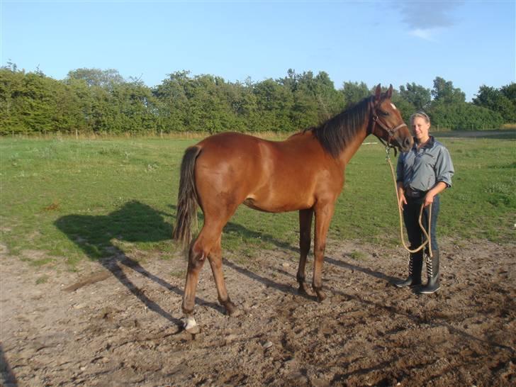 Dansk Varmblod Vida Linda - Man kan rigtig se hvor stor hun er blevet billede 15