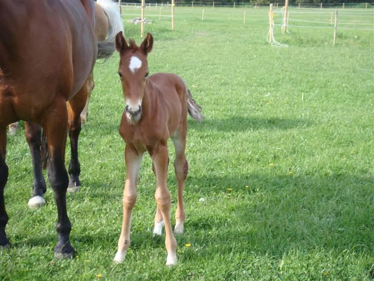 Dansk Varmblod Vida Linda - Halløj  2008 billede 17