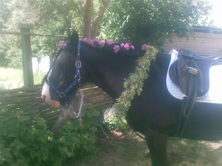 Irish Cob Barbie R.I.B billede 18