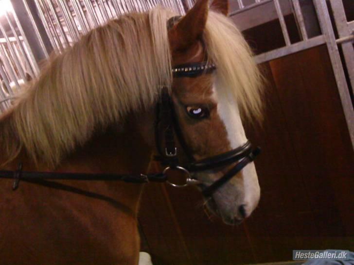 Anden særlig race Sebastian (Foxy) SOLGT - Foxy - Foto: Helene billede 4