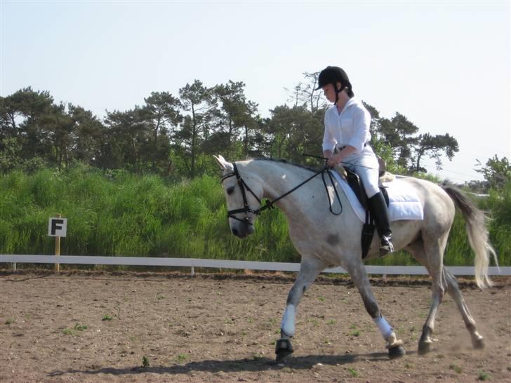 Sportsaraber (A) mistral Savnet for altid  billede 13