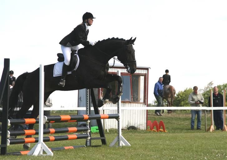Dansk Varmblod Coronopus (DØD) - Connie Conrad Coronopus, leger spring hest :D billede 11