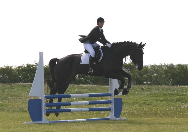 Dansk Varmblod Coronopus (DØD) - Connie´Hest er sej ;b billede 12