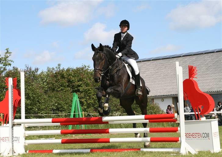 Dansk Varmblod Coronopus (DØD) - Seje Connie´Hest, der hopper :D billede 15