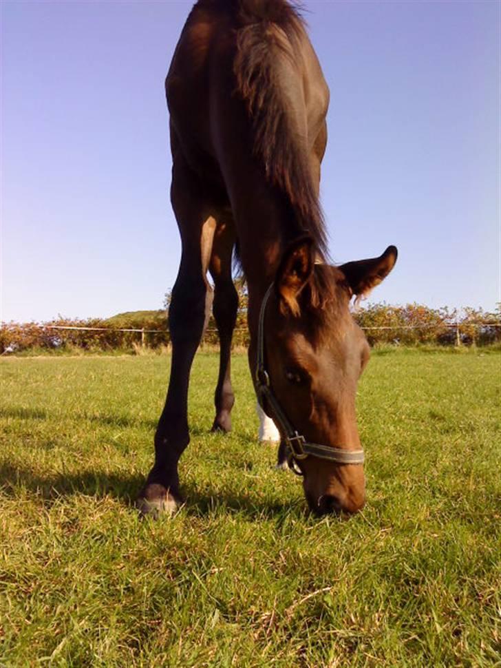 Dansk Varmblod Østergårdens Sabrina - ½ år gammel :) billede 1