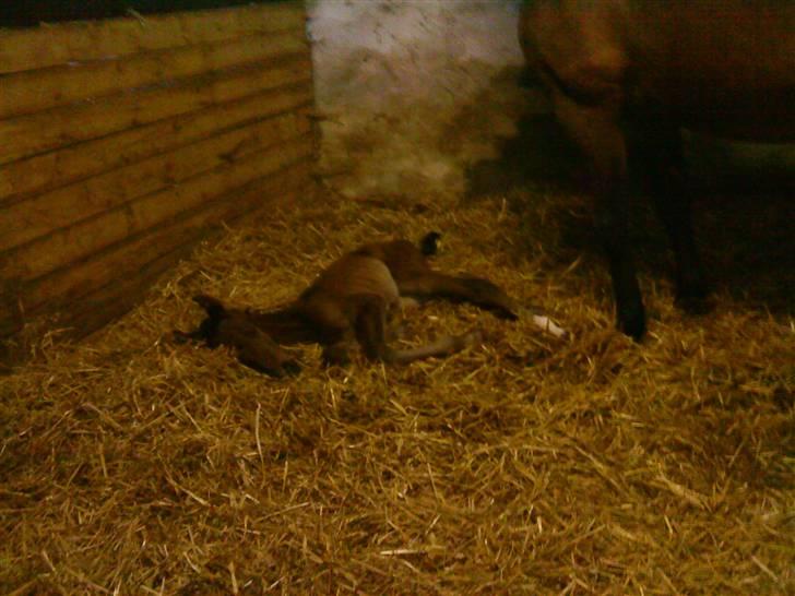 Dansk Varmblod Østergårdens Sabrina - ½ døgn gammel :) billede 2