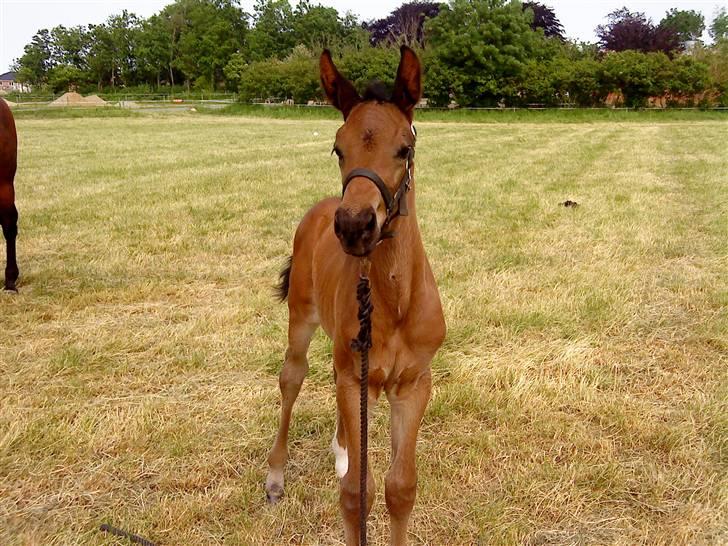 Dansk Varmblod Østergårdens Sabrina - 2½ uge gammel :b billede 4