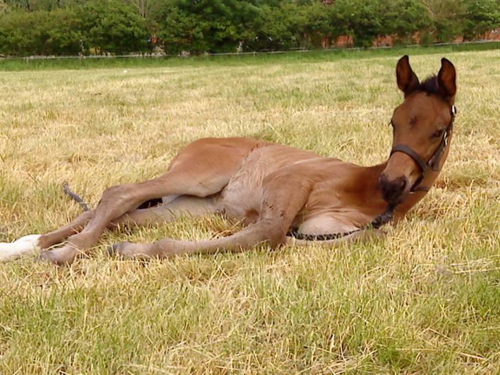 Dansk Varmblod Østergårdens Sabrina - 2½ uge gammel :b billede 5