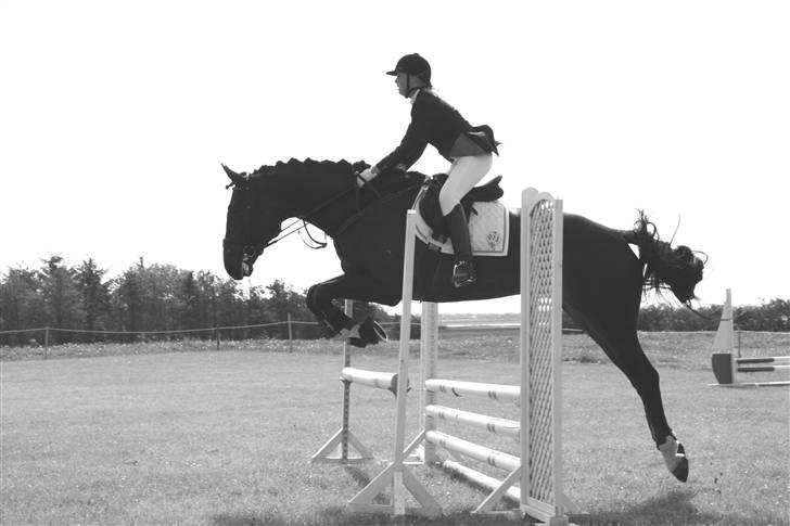 Dansk Varmblod Coronopus (DØD) - Voes første spring stævne (: billede 16