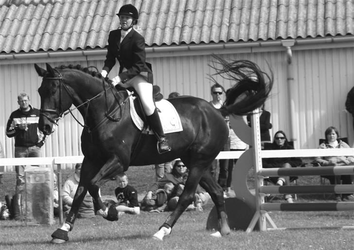 Dansk Varmblod Coronopus (DØD) - Connie´Hest på springbanen ;b billede 17